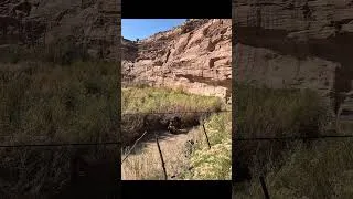 Thumbnail: Mule Stuck in River! (Instant Regret)