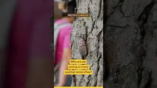 Thumbnail: Why are there so many lanternflies? with Prof. Tyler Kartzinel