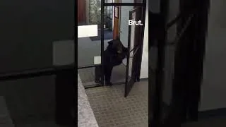 Thumbnail: Bear walks into California office.