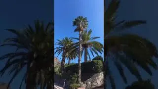 Thumbnail: Nice ride at Gran Canaria #cycling #bianchi