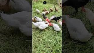 Thumbnail: Will ducks eat watermelon?