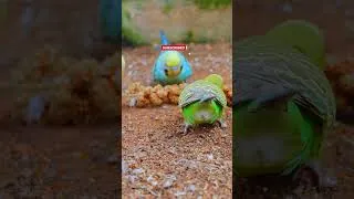 Thumbnail: Happy Budgie Eating Sounds! #budgiesounds #budgie #parrot