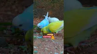 Thumbnail: Welcome to Budgie Paradise! 🥰 #budgiesounds #budgie #parrot