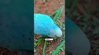 Thumbnail: Amazing wild Budgies foraging on the ground! #budgiesounds #budgie #parrot