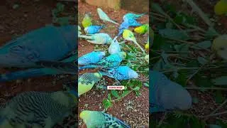 Thumbnail: Colorful Budgies Singing Their Hearts Out! #budgiesounds #budgie #parrot