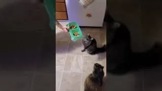 Thumbnail: Cat wants food. Hungry cat