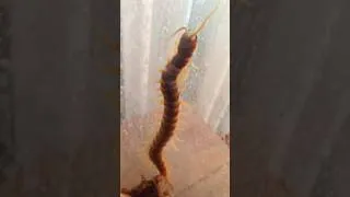 Thumbnail: Large Ethmostigmus rubripes trying to escape