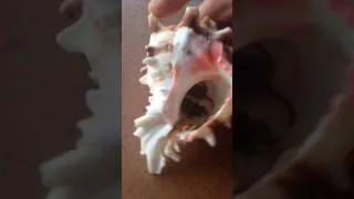 Thumbnail: Centipede thinks he's a hermit crab