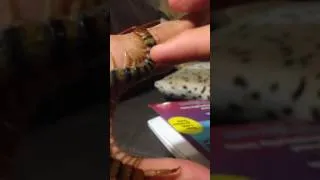 Thumbnail: Scolopendra morsitans petting