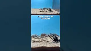 Thumbnail: Camel Spider VS Tarantula #camelspidervs