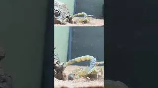 Thumbnail: Scorpion Attacks Centipede #arachnids #scorpionvscentipede