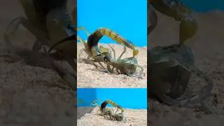 Thumbnail: Scorpion Injects Fatal Venom to Another Scorpion #scorpionstings #arachnids