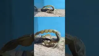 Thumbnail: Tropical Scorpion VS Desert Scorpion #arachnids #scorpion