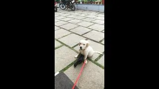 Thumbnail: A Cute Chew Story - Golden Retriever Puppy