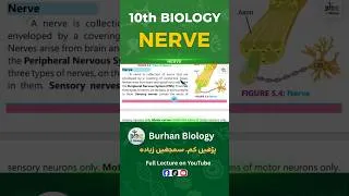 Thumbnail: Nerve l 10th class Biology l Chapter 5 coordination