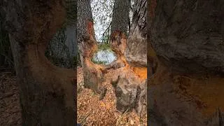 Thumbnail: "You definitely didn't expect this from a beaver! 😮🦫"