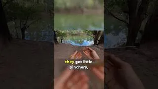 Thumbnail: Big Barra Bait: Cherabin & Croc danger!    #adventure #fishing #explore #survival #nature