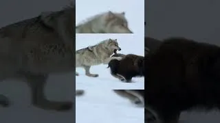 Thumbnail: Snow, Wolves, and a Standoff for Survival