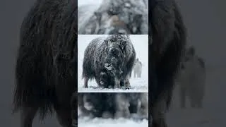 Thumbnail: Arctic Predators vs Armored Giants