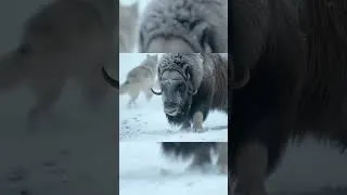Thumbnail: White Wolves Surround a Musk Ox Herd!