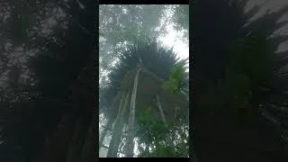 Thumbnail: Building a survival shelter on top of a bamboo tree during a heavy rainstorm.