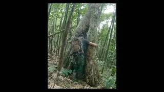 Thumbnail: Build a secret bunker inside the tree trunk. #survival #building