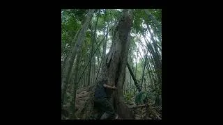 Thumbnail: Building a secret shelter from tree roots | Surviving harsh conditions against wild animals