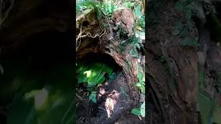 Thumbnail: Build a survival shelter inside a tree stump. #survival #building