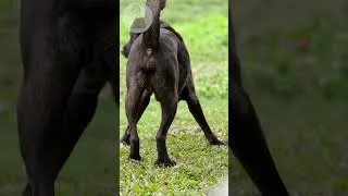 Thumbnail: Videos Entertain Help Fun to Dogs #dogshorts #dogvideos
