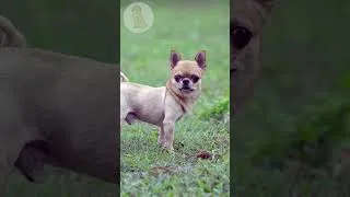 Thumbnail: Dogs Enjoy Games in the Park #dogshorts #dogvideos
