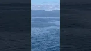 Thumbnail: Alaskan cruise 2023 - Eurodam - whale watching in Puget sound continued