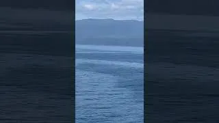 Thumbnail: Alaskan cruise 2023 - Eurodam - more whales off the side of the ship.