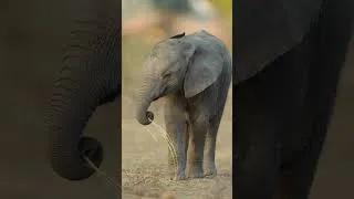 Thumbnail: Why Mana Pools Is One of Africa's Greatest Wildernesses
