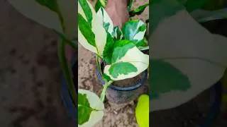 Thumbnail: Pothes different verities #indoorplants #garden #ihavethisthingwithplants