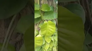 Thumbnail: Money Plant 🌵 #houseplants #garden #indoorplants #gardening
