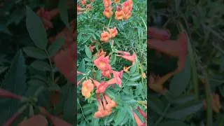 Thumbnail: Tecoma  Plant