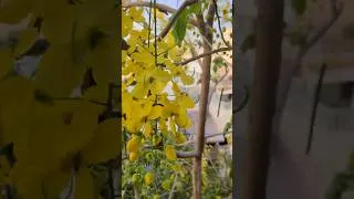 Thumbnail: Amaltas Flowers
