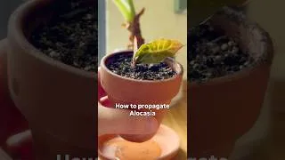 Thumbnail: How to propagate Alocasia 🌱 #propagation #alocasia #plants