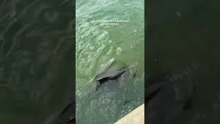 Thumbnail: the little things that bring happiness 🥹✨ the dolphins had babies!! 🐬 #dolphin #dolphins #florida