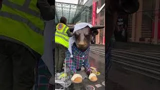 Thumbnail: Caledonian Sleeper | Behind the scenes of the Bullring Bull