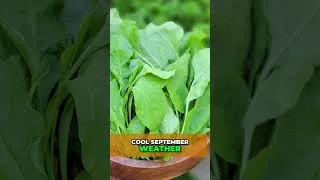 Thumbnail: Plant Your Fall Garden Now: Grow Fresh Spinach & Greens! 🌱