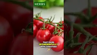 Thumbnail: Grow Flavor: Cilantro & Basil Secrets! 🌱 Herb Gardening Tips