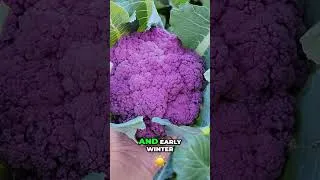 Thumbnail: Plant Brassicas This September! 🥬 Cauliflower & Cabbage Growing Guide