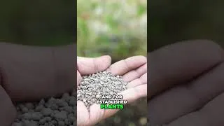 Thumbnail: How to Use Gypsum for Plants: The Ultimate Calcium & Soil Amendment! 🪴