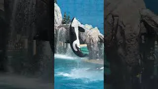 Thumbnail: The Perfect Day at SeaWorld San Diego