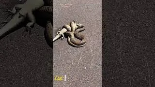 Thumbnail: Only in Australia… Venomous Snake Takes Down a Full-Grown Lizard on the Footpath