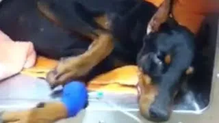 Thumbnail: Silly Drugged Doberman wakes up strangely from surgery - funny