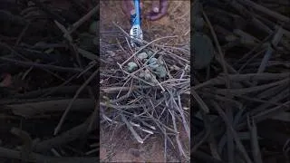 Thumbnail: Wild Campimg में जंगली काजू के मजे और अजीब कीड़े!