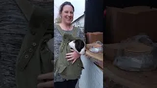 Thumbnail: Boxer Puppy Visits a Micro Brewery #boxerpuppy #boxerdog #maverickbrewingco  #cutepuppy