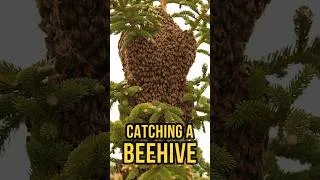 Thumbnail: How I Caught a Swarm of Bees! #survival #prepping #beekeeping